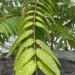 Ailanthus altissimaഇല