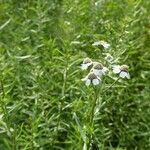 Achillea ptarmica Buveinė