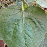 Physalis pubescens Blatt