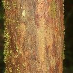 Protium apiculatum Kabuk