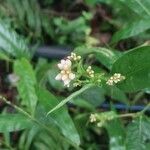 Persicaria chinensis Flower