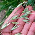 Avena sativa फल