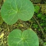Asarum caudatum Yaprak