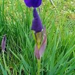 Iris sibirica Flower