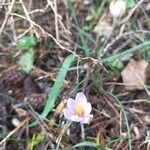 Crocus cambessedesii Blüte