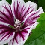 Malva neglecta Kwiat