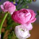 Ranunculus asiaticus Kwiat
