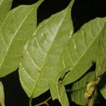 Sorocea trophoides Leaf