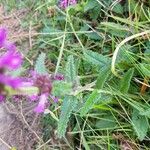 Stachys officinalis Листок