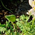 Lupinus mutabilis Fruchs