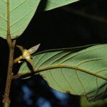 Neostenanthera neurosericea Flower