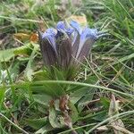 Gentiana septemfida आदत