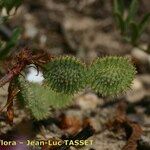 Hedysarum glomeratum Fruit