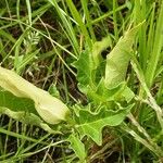 Datura ferox Fuelha