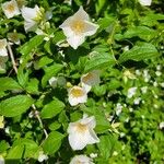 Philadelphus inodorusΛουλούδι