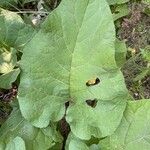 Arctium nemorosumFuelha