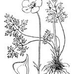 Ranunculus canutii