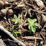 Lupinus texensis Ліст