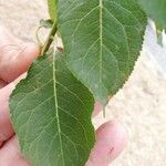 Prunus domestica List