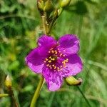 Talinum portulacifolium Blüte