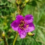 Talinum portulacifolium Kukka