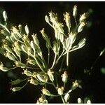 Arnoglossum plantagineum Квітка
