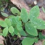 Lathyrus niger Hoja