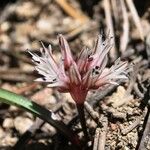 Allium burlewii Цвят