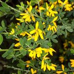 Genista monspessulana Floare