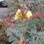 Erythrostemon gilliesii Flower