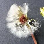 Taraxacum braun-blanquetii Flower