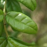 Combretum constrictum Leaf