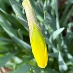 Narcissus minor Fleur