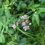 Rubus vestitusFlower