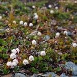 Cassiope hypnoides موطن