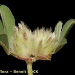 Trifolium saxatile Плод