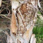 Melaleuca nodosa Bark