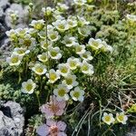 Saxifraga squarrosa Floare