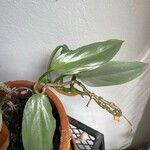 Philodendron hastatum Hoja