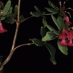 Rhododendron × coriifolium