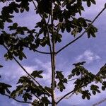 Cecropia obtusa Rusca