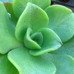 Aeonium nobile 葉