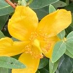 Hypericum patulum Virág