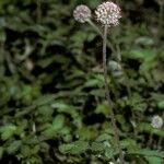 Acaena magellanica Flor