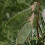 Vicia cusnae Frukt