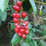 Paullinia elegans Fruit