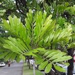 Filicium decipiens Leaf