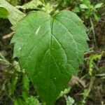 Eurybia macrophylla Leaf