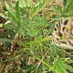 Lupinus polyphyllus Feuille