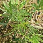 Lupinus polyphyllus Leaf